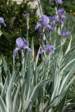 Iris pallida 'Argentea Variegata' RCP5-10 368.jpg